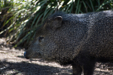Un pecar&iacute;, de la familia Tayassuidae en el suborden Suina junto con los cerdos del Viejo Mundo, Suidae. Se encuentra en Melbourne, Australia. Chancho, cerdo, puerco.