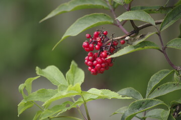 red berries on a bush