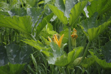 lily of the valley in the garden