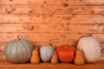 picture of pumpkin seeds