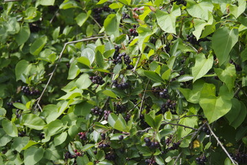 green leaves on a tree