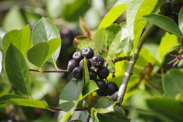 currant berries
