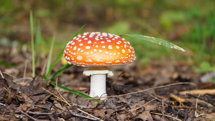 прогулка по лесу с фотоаппаратом