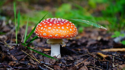 Гриб Мухомор