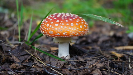 прогулка по лесу с фотоаппаратом