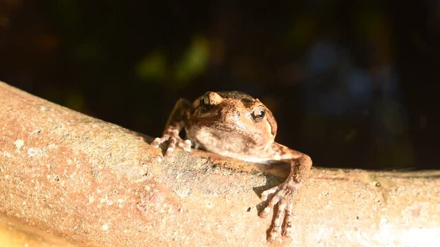 frog hanging on border of clay blister at garden