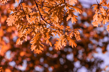 Autumn oak leaves.