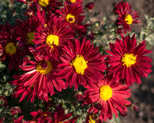 Red chrysanthemums. Flowering plant. Bouquet of chrysanthemums