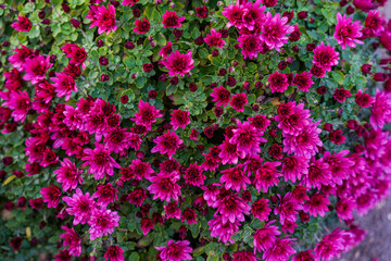 A large bush of autumn chrysanthemums, suitable for the background in the designer's work.