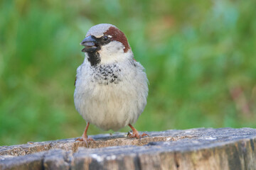 Haussperling auf einem Baumstamm	