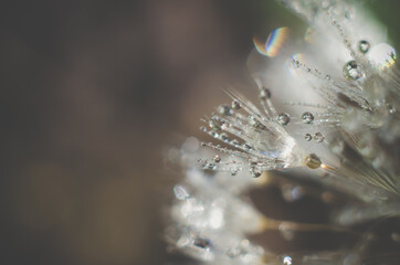 Artistic Background for desktop. Blurred abstract photo of a dandelion with dew drops.