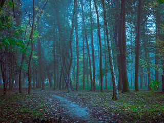 Obraz premium Dark forest in thick fog. Mystical landscape. Spooky park.