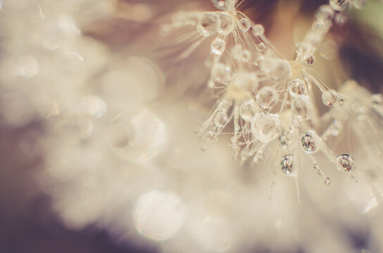 Artistic Background for desktop. Blurred abstract photo of a dandelion with dew drops.