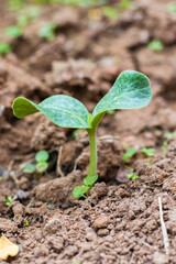 plant growing from the hard soil.