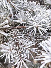 frost on branches