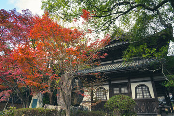 秋 , 紅葉 ,  autumn , leaves , colors , japan