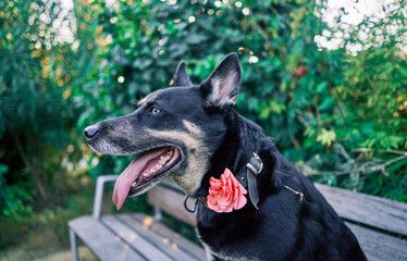 Nice dog with one eye of each color and a flower on the neck, sitting on a bench in a park