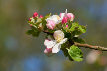 Apfelblüten im Frühjahr
