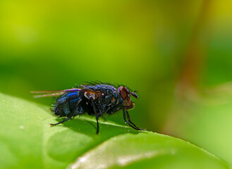 Macro of a fly