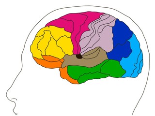Brodmann area map of The human brain on white background