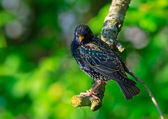 Closeup of a black starling bird