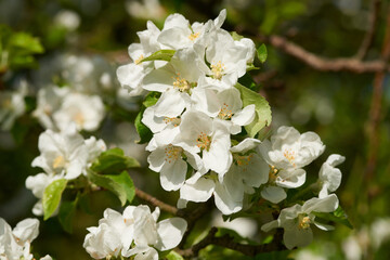 Fototapeta premium Birnbaumblüten