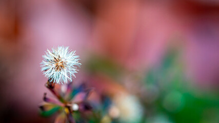 Close up of a flower.