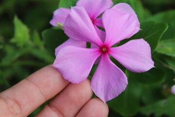 Female fingers lightly touching the pink petals of Madagascar periwinkle, catharanthus roseus. This is an invasive plant growing wild in Florida.