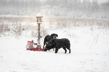 Two dogs sniffing the Christmas decoration