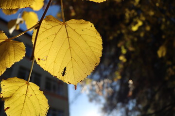leaves