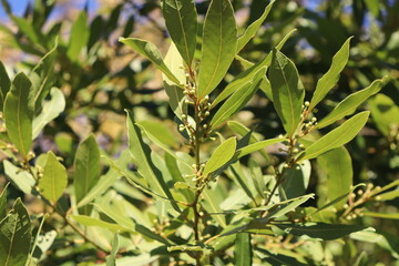 the green leaves of the Laurel tree