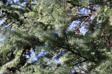 spruce branches