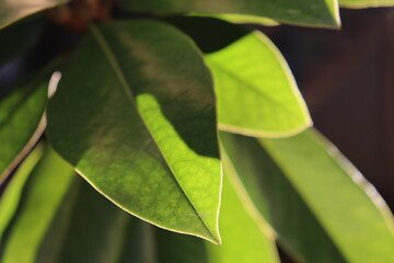 close up of green leaf