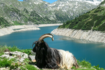 Goat with huge horns resting at the artificial lake side in high Alps. The lake stretches over a...