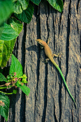 a small colourful lizard taking in the morning sun on a tree trunk portrait.