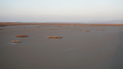 plants on the quicksand