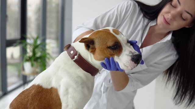 Woman veterinarian inspects the dog in veterinary clinic. Medical business. Veterinarian medicine concept