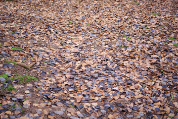 Mosaïque automnale de feuilles mortes