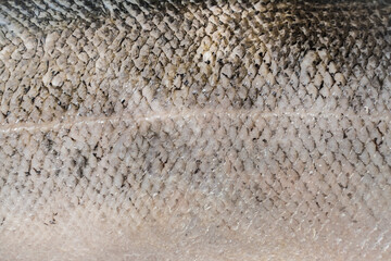 Fresh big salmon. Salmon scales macro shot. 