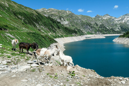 A group of goats playing at the artificial lake side in high Alps. The lake stretches over a vast territory, shining with navy blue color. The dam is surrounded by high mountains. Natural habitat