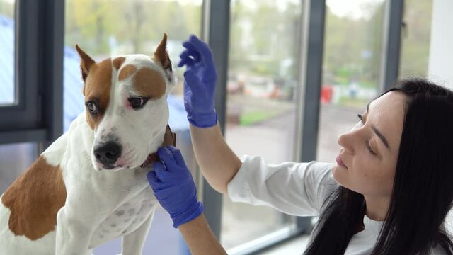 American staffordshire terrier on examination by a veterinarian. Pet care concept
