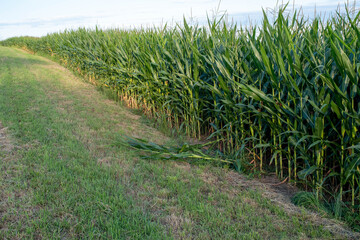 Corn extends to the horizon in an angle that sweeps through green grass to the end. One stalk was knocked over by hungry deer. Full frame, natural light with copy space.