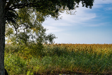 Obraz premium Reeds close by a lake. Blue sky in the background. Picture from Ringsjon in the Malmo area in southern Sweden