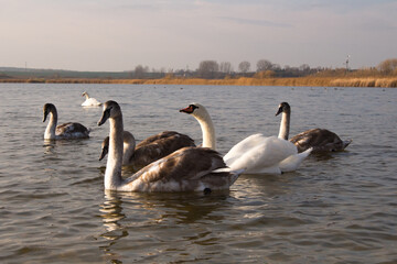 Beautiful Mute Swan ( Cygnus olor ) swimming in the Crystal Clear deep lake