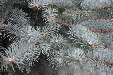 Coniferous tree blue spruce, snow-covered needles. Fluffy fir branches.