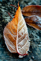 Herbstblatt mit Frost