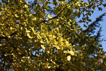 Branches with yellow leaves of Ginkgo biloba, also known as the maidenhair tree.