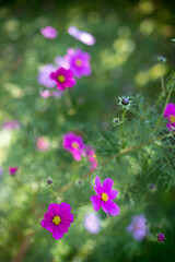Obraz premium Fiori di cosmea fucsia su prato verde con fiori sparsi nello sfondo