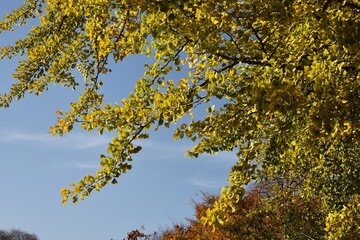 Branches with yellow leaves of Ginkgo biloba, also known as the maidenhair tree, against blue sky.
