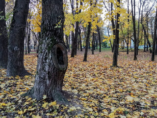 Colorful autumn leaves lie in the park.